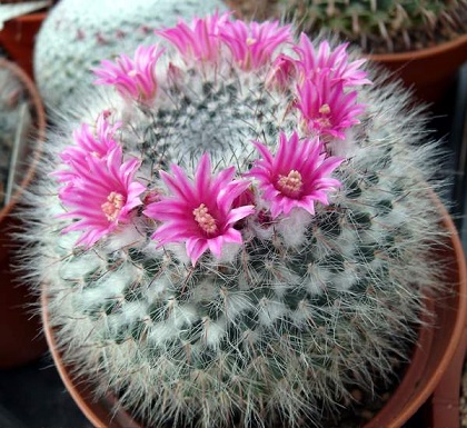 کاکتوس Mammillaria hahniana